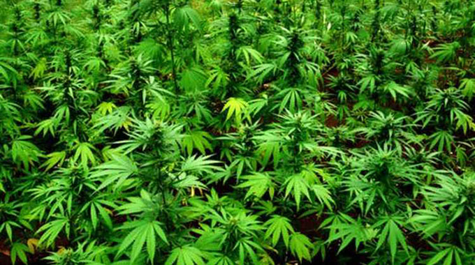 SADC should embrace marijuana production to counter tobacco ban