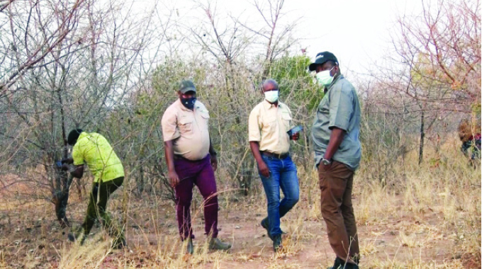 Government contains quelea birds threat